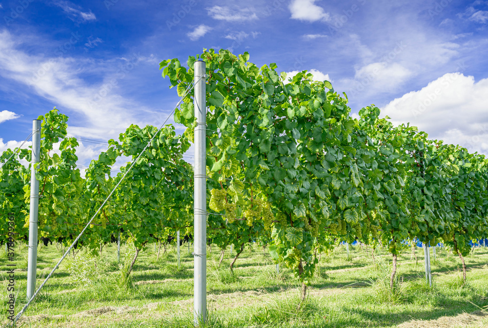 Obraz premium ぶどう畑 ワイン用
