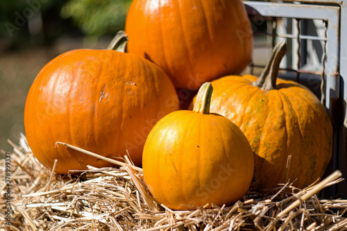 Orange and bright Halloween pumpkins on the Pumpkin's Day holiday (Dani ludaja) in Kikinda, Serbia