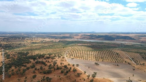 cork oaks forest field in Alentejo, portugal aerial shot photo