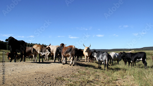 Colored landscape photo of a Tuli bull with long horns,   other cattle near QwaQwa, Eastern Free State, SouthAfrica. Blue sky. Wall-Art © Elizabeth Lombard