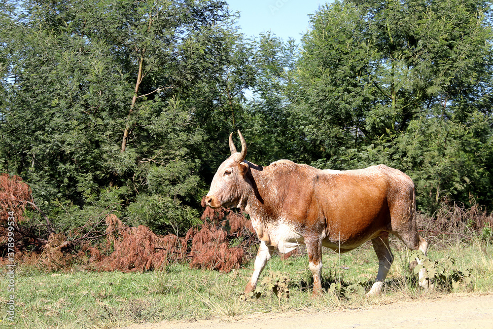 Landscape photo of a Nguni bull strolling along a dirt road near QwaQwa, Eastern Free State, South Africa. Blue sky. Nguni, long horns. Wall-Art Landscape photo of a Nguni bull strolling along a dirt road near QwaQwa, Eastern Free State, South Africa. Blue sky. Nguni, long horns. Wall-Art