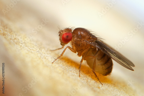 Super macro shot tiny fruit flies on the top of a banana skin