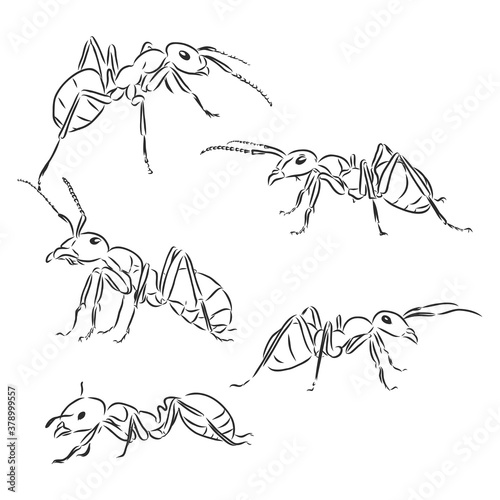 hand drawn, sketch, cartoon illustration of red ant. ant vector sketch illustration