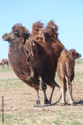 Kamelherde mit Jungtier in Gobi Wüste, Mongolei