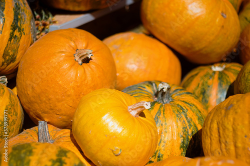 Orange and bright Halloween pumpkins on the Pumpkin's Day holiday (Dani ludaja) in Kikinda, Serbia photo