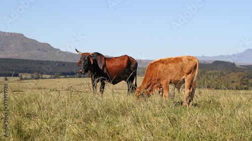 Colored landscape photo of a Tuli cow with long horns strolling over a hill near QwaQwa, Eastern Free State, SouthAfrica. Blue sky. Wall-Art