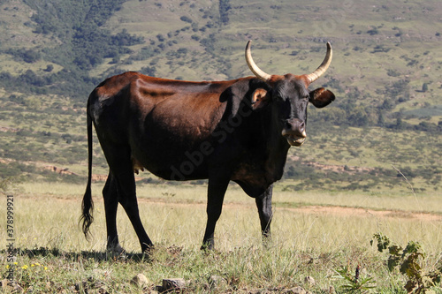 Fototapeta Naklejka Na Ścianę i Meble -  Colored landscape photo of a Tuli cow with long horns strolling over a hill near QwaQwa, Eastern Free State, SouthAfrica. Blue sky. Wall-Art