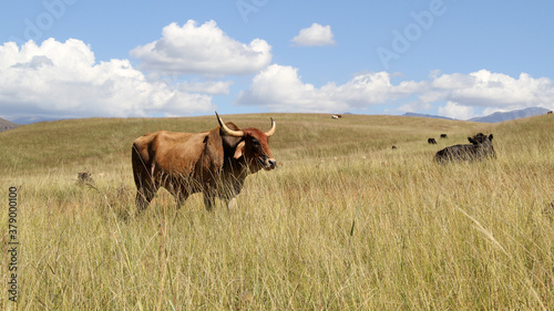 Fototapeta Naklejka Na Ścianę i Meble -  Color landscape photo of a Afrikaner bull gracing in a green field. Blue sky and white clouds. The Afrikaner is a breed of domestic beef cattle native to South Africa. 