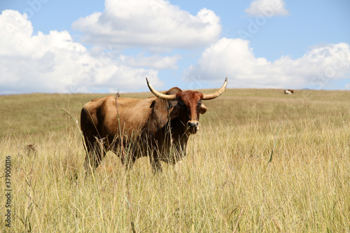 Color landscape photo of a Afrikaner bull gracing in a green field of KwaZulu-Natal. Blue sky and white clouds. The Afrikaner is a breed of domestic beef cattle native to South Africa. 