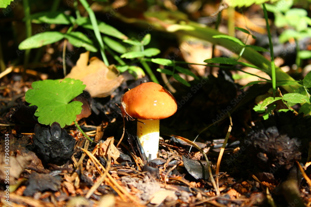 mushroom in the forest mushroom in the forest