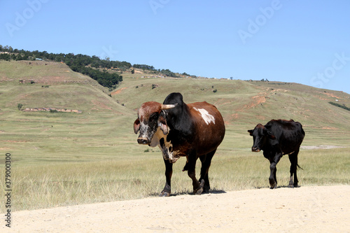 Landscape photo of cows on a dirt road near QwaQwa, Eastern Free State, South Africa. Blue sky. Nguni, long horns. Wall-Art photo