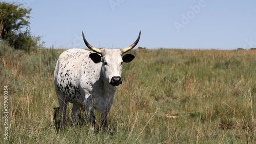 Fototapeta Naklejka Na Ścianę i Meble -  Color landscape photo of Nguni cow with long horns, Dome-area,  Potchefstroom, SouthAfrica.  Winter-time