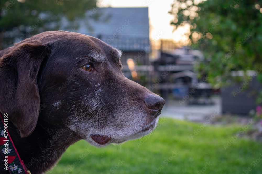 A Chocolate Labrador Dog Looking Off in the Distance in a Suburban Backyard