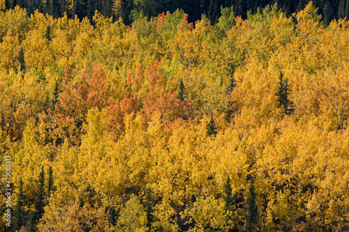 Fall Foliage, Denali National Park, Alaska