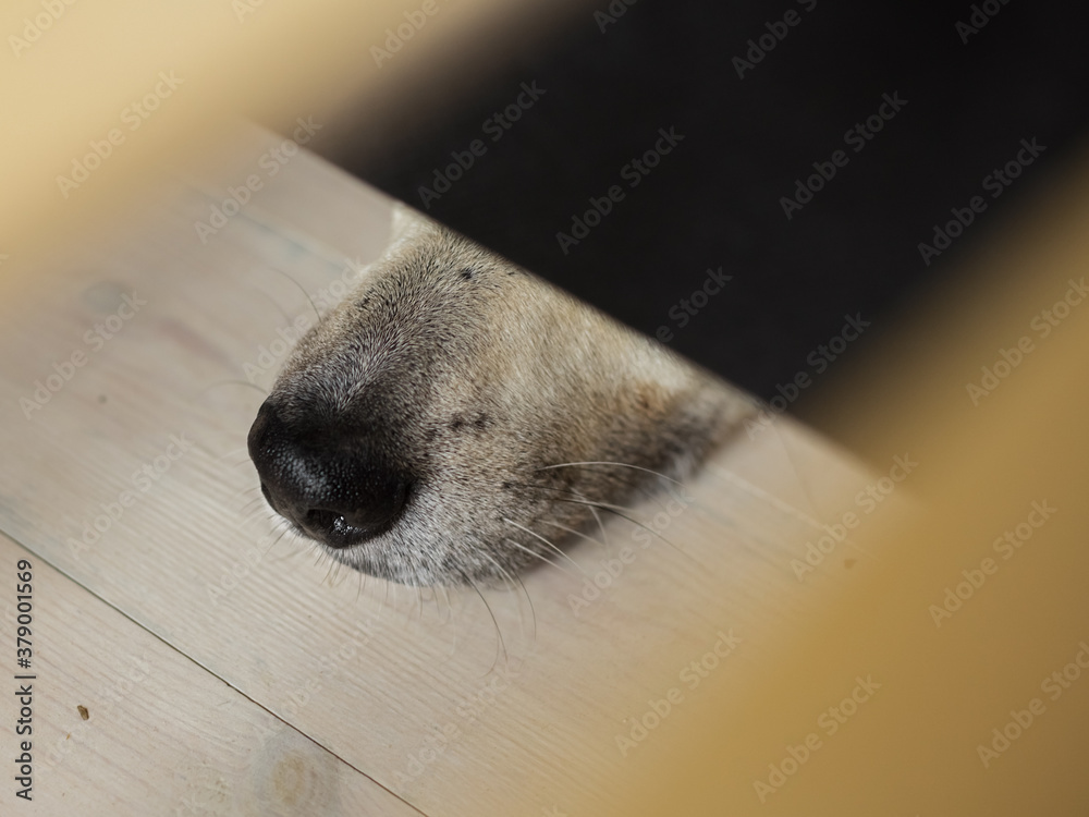 dog nose. Flat lay top-down