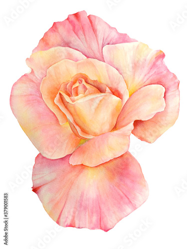 Coral rose isolated on white background. Watercolor illustration, hand painted botanical element. Pink flower for interior design, poster, textile or clothes print. Natural, realistic picture