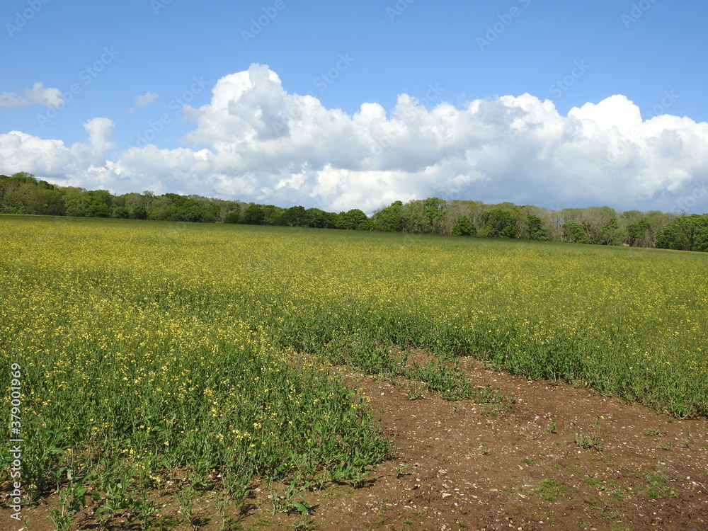 Yellow-green crops in the field and trees