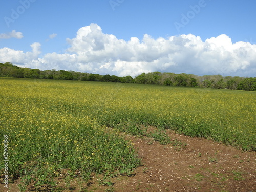Yellow-green crops in the field and trees