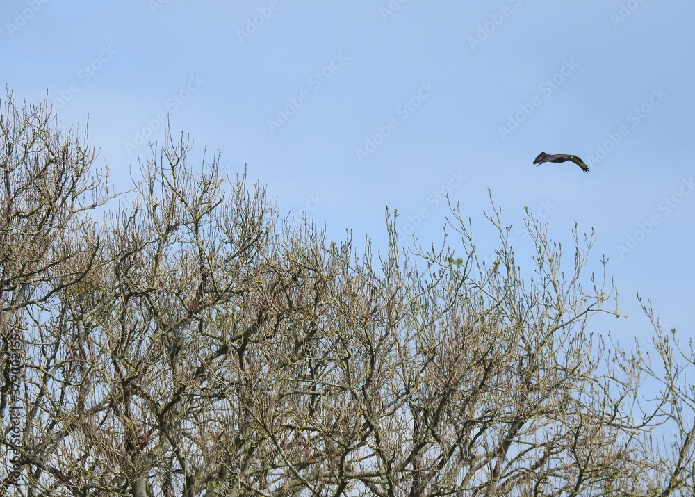 A big bird flies over the trees A big bird flies over the trees