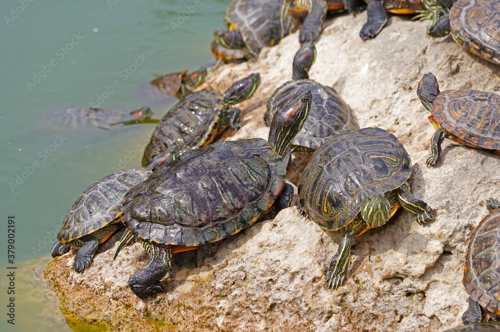 Obraz premium red-eared turtles basking in the sun