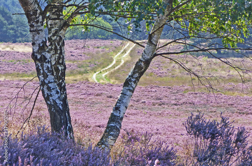 Birke in einem lila Heidefeld. Itterbecker Heide. Pfad in der Ferne