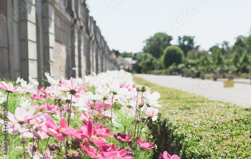 Wallpaper Mural spring in the park Torontodigital.ca