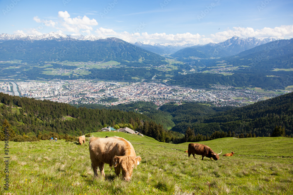 Highland cattles graze on the mountain