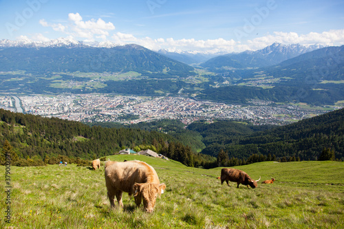 Highland cattles graze on the mountain © topshots