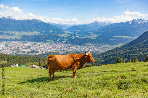 Hochlandrinder auf einer Alm in Tirol © topshots