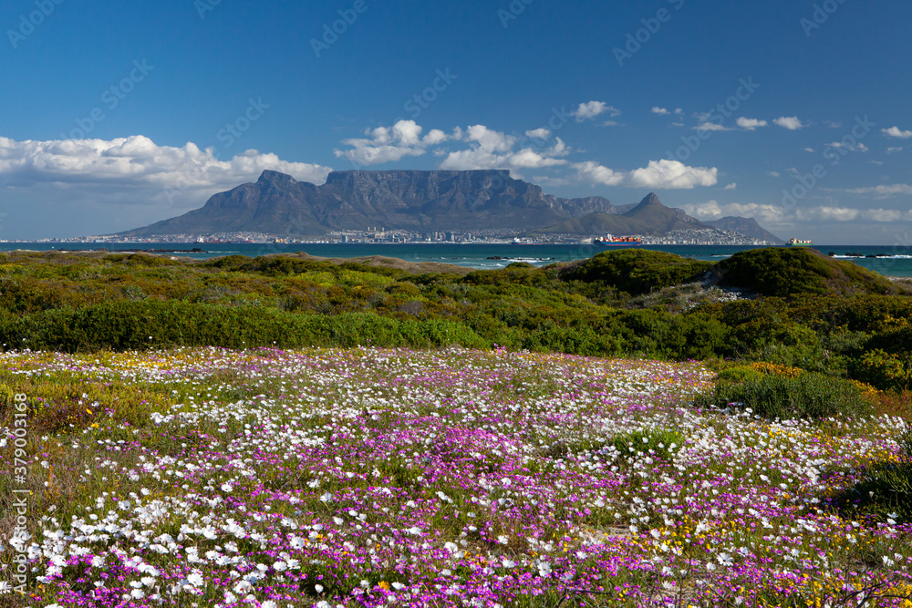 Fototapeta premium Cape Town tourist destination table mountain south africa with colorful flowering spring flowers scenic panoramic view from blouberg of famous landmark