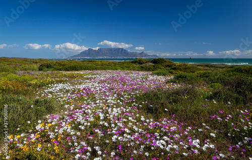 Cape Town tourist destination table mountain south africa with colorful flowering spring flowers scenic panoramic view from blouberg of famous landmark