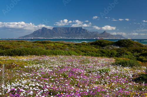 Tela Cape Town tourist destination table mountain south africa with colorful flowerin