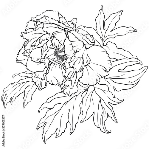 Wallpaper Mural Hand drawn vector of peony flower isolated on white background for coloring page. Black and white  stock illustration of plant for coloring book. Torontodigital.ca