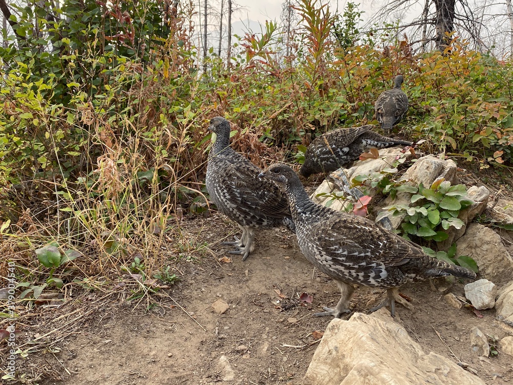Obraz premium Ptarmigan in the grass along the paths around Waterton Lake