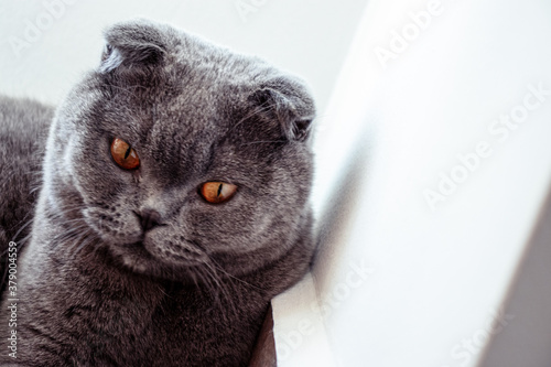 No doubt he was aided by that magnificent cat.