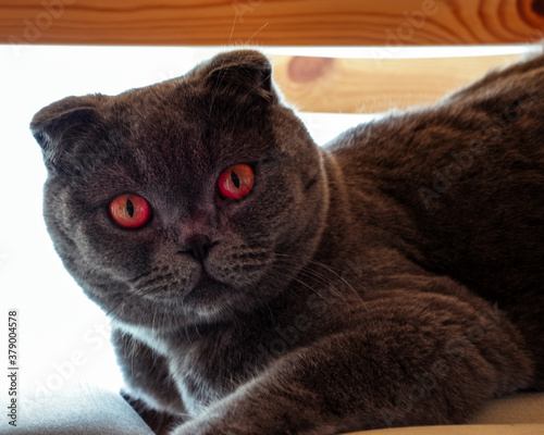 No doubt he was aided by that magnificent cat.