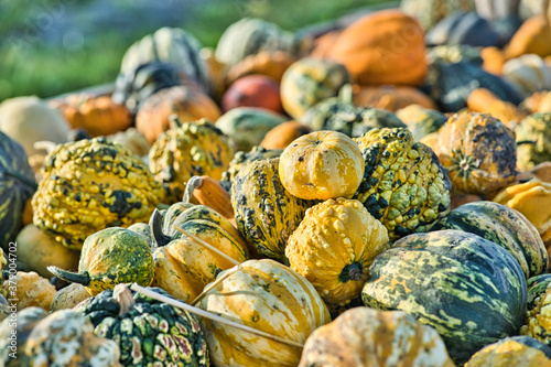 pumpkin on the market