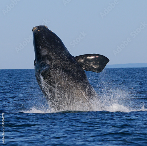 Canvas Print North Atlantic Right Whale breaching - Bay of Fundy, Canada