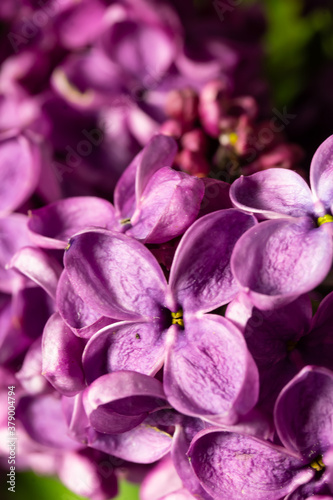 Beautiful flowers of lilac, bouquet on a black background. banner. place for text. copy space.