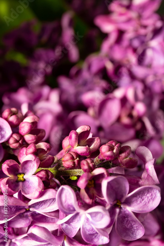 Beautiful flowers. lilac bouquet on a black background. banner. place for text. copy space.
