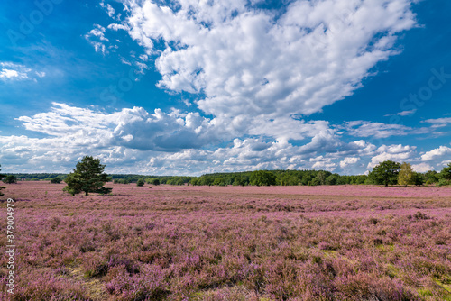 Valokuva The Lueneburg Heath Nature Park (German: Naturpark Lüneburger Heide) in Lower Saxony, Germany