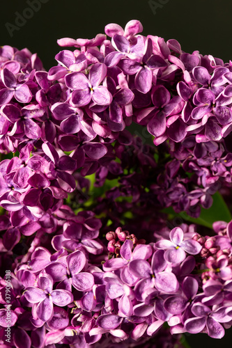 Beautiful flowers. Macro view of lilac bouquet on abstract background. banner. place for text. copy space.