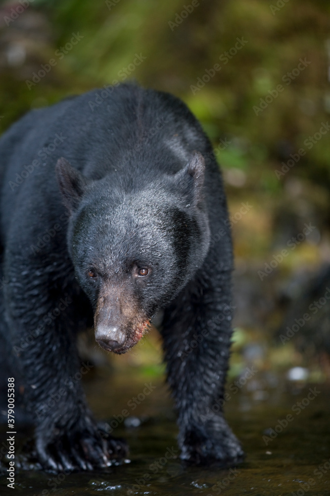 Black Bear along Salmon Stream, Alaska Black Bear along Salmon Stream, Alaska