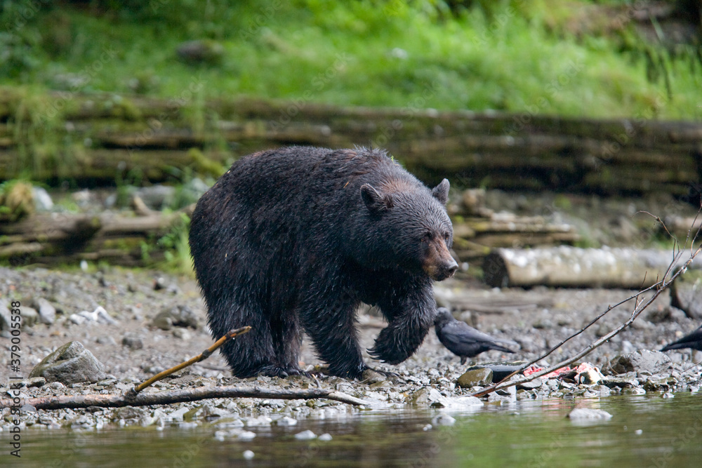 Black Bear along Salmon Stream, Alaska Black Bear along Salmon Stream, Alaska