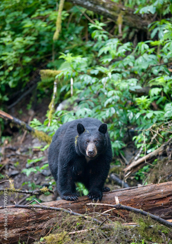 Black Bear in Rainforest  Alaska