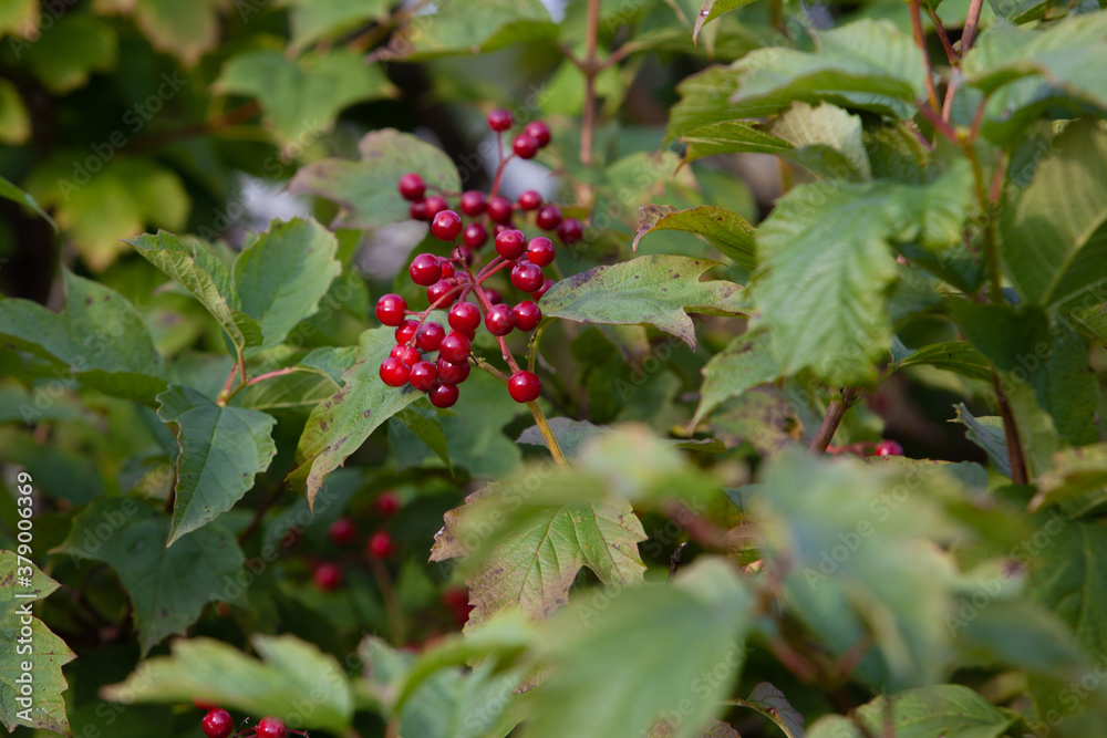 Red viburnum berries in green bush in daylight Red viburnum berries in green bush in daylight