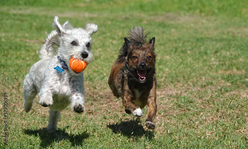 Two small mixed breed dogs run happily fetching a ball