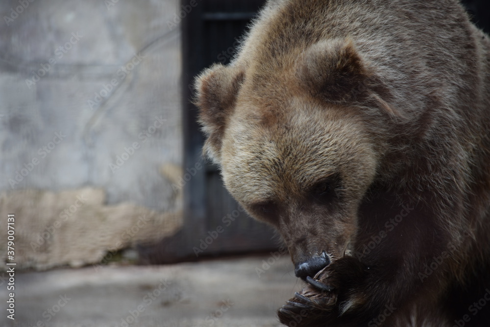Fototapeta premium Little Grizzly bear licking paw