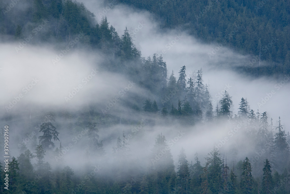 Obraz premium Fog Rolls through Forest, Misty Fjords National Monument, Alaska