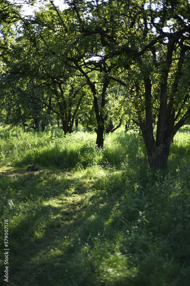 Fototapeta premium morning in the forest at sunset
